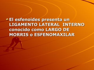 El esfenoides presenta un  LIGAMENTO LATERAL  INTERNO conocido como LARGO DE MORRIS o ESFENOMAXILAR 