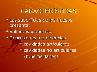 CARACTERÍSTICAS Las superficies de los huesos presenta: Salientes o apófisis Depresiones o eminencias * cavidades articulares * cavidades no articulares (tuberosidades) 