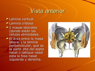 Vista anterior Lámina vertical Lámina cribosa 2 masas laterales (donde están las células etmoidales. El área entre la masa lateral y la lámina perpendicular, que es la parte alta del septo nasal o tabique nasal esta la fosa nasal izquierda y derecha. 