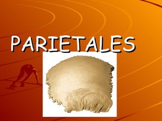 PARIETALES 