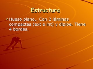 Estructura  Hueso plano,. Con 2 láminas compactas (ext e int) y diploe. Tiene 4 bordes. 