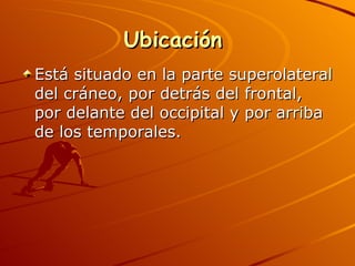 Ubicación  Está situado en la parte superolateral del cráneo, por detrás del frontal, por delante del occipital y por arriba de los temporales. 