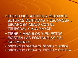 HUESO QUE ARTICULA MEDIANTE SUTURAS DENTADAS Y ESCAMOSA , ESCAMOSA ABAJO CON EL TEMPORAL Y ALA MAYOR TIENE 4 ÁNGULOS Y EN ESTOS EXISTEN LAS FONTANELAS DEL NACIMIENTO. FONTANELAS SAGITALES: BREGMA Y LAMBDA FONTANELAS LATERALES: PTÉRICA Y ASTÉRICA. 