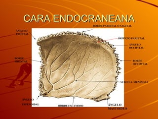 CARA ENDOCRANEANA ÁNGULO MASTOIDEO ÁNGULO OCCIPITAL ÁNGULO  ESFENOIDAL ÁNGULO FRONTAL BORDE FRONTAL BORDE PARIETAL O SAGITAL BORDE OCCIPITAL BORDE ESCAMOSO SURCO A. MENÍNGEA ORIFICIO PARIETAL 