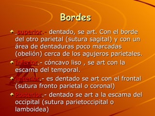 Bordes  superior .-  dentado, se art. Con el borde del otro parietal (sutura sagital) y con un área de dentaduras poco marcadas (obelión) cerca de los agujeros parietales. Inferior .- cóncavo liso , se art con la escama del temporal. Anterior .- es dentado se art con el frontal (sutura fronto parietal o coronal) Posterior .- dentado se art a la escama del occipital (sutura parietoccipital o lamboidea) 