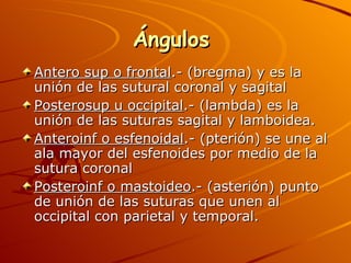 Ángulos  Antero sup o frontal .- (bregma) y es la unión de las sutural coronal y sagital Posterosup u occipital .- (lambda) es la unión de las suturas sagital y lamboidea. Anteroinf o esfenoidal .- (pterión) se une al ala mayor del esfenoides por medio de la sutura coronal Posteroinf o mastoideo .- (asterión) punto de unión de las suturas que unen al occipital con parietal y temporal. 