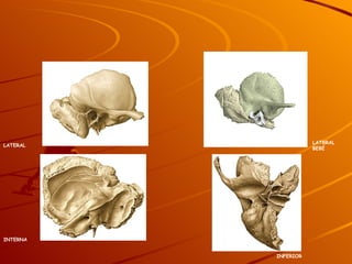 INFERIOR LATERAL LATRRAL BEBÉ INTERNA 