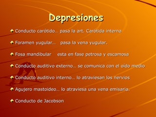 Depresiones  Conducto carótido… pasa la art. Carótida interna Foramen yugular…  pasa la vena yugular. Fosa mandibular  esta en fase petrosa y escamosa Conducto auditivo externo… se comunica con el oído medio Conducto auditivo interno… lo atraviesan los nervios Agujero mastoideo… lo atraviesa una vena emisaria. Conducto de Jacobson 