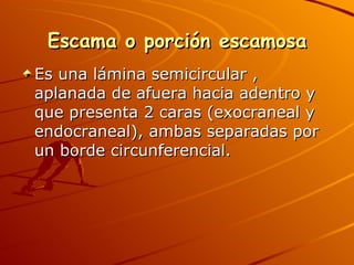 Escama o porción escamosa Es una lámina semicircular , aplanada de afuera hacia adentro y que presenta 2 caras (exocraneal y endocraneal), ambas separadas por un borde circunferencial. 