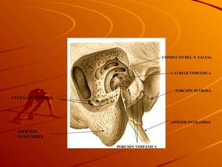 APÓFISIS MASTOIDES CONDUCTO DEL N. FACIAL APÓFISIS ESTILOIDES PORCIÓN PETROSA CELDAS MASTOIDEAS PORCIÓN TIMPÁNICA CAVIDAD TIMPÁNICA 