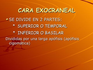 CARA EXOCRANEAL SE DIVIDE EN 2 PARTES: *  SUPERIOR O TEMPORAL *  INFERIOR O BASILAR Divididas por una larga apófisis (apófisis cigomática) 