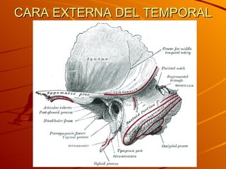 CARA EXTERNA DEL TEMPORAL 