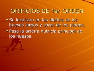 ORIFICIOS DE 1er. ORDEN Se localizan en las diáfisis de los huesos largos y caras de los planos. Pasa la arteria nutricia principal de los huesos 