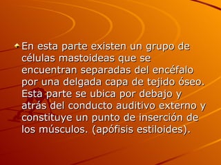 En esta parte existen un grupo de células mastoideas que se encuentran separadas del encéfalo por una delgada capa de tejido óseo. Esta parte se ubica por debajo y atrás del conducto auditivo externo y constituye un punto de inserción de los músculos. (apófisis estiloides). 