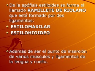 De la apófisis estiloides se forma el llamado  RAMILLETE DE RIOLANO  que está formado por dos ligamentos: ESTILOMAXILAR  ESTILOHIOIDEO Además de ser el punto de inserción de varios músculos y ligamentos de la lengua y cuello. 