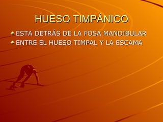 HUESO TIMPÁNICO ESTA DETRÁS DE LA FOSA MANDIBULAR ENTRE EL HUESO TIMPAL Y LA ESCAMA 