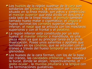 Los  huesos  de la región superior de la  cara  son solidarios del  cráneo  y, a excepción del  vómer  , situado en la línea media, son pares y simétricos: el  maxilar superior  que está divido en dos,uno a cada lado de la línea media; el  pómulo  también llamado hueso malar o cigomático; el  unguis  o hueso lacrimal;los  cornetes  superior,medio e inferior; el  nasal  que se articula con los maxilares superiores y con el frontal y el  palatino . La región inferior está constituida por un solo hueso: el  maxilar inferior  o mandíbula, es una pieza móvil ya que su principal tarea es la de la masticación. Posee unos salientes o apófisis que terminan en los  cóndilos , que se articulan con el cráneo a través del hueso  temporal  en su cavidad glenoidea. Los huesos de la cara forman, con los de la base del cráneo, las  cavidades orbitarias  , las nasales y la bucal, donde se alojan, respectivamente, el  globo ocular  , la  mucosa pituitaria  y la  lengua  con las terminaciones gustativas. 