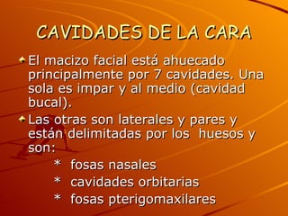CAVIDADES DE LA CARA El macizo facial está ahuecado principalmente por 7 cavidades. Una sola es impar y al medio (cavidad bucal). Las otras son laterales y pares y están delimitadas por los  huesos y son: *  fosas nasales *  cavidades orbitarias *  fosas pterigomaxilares 