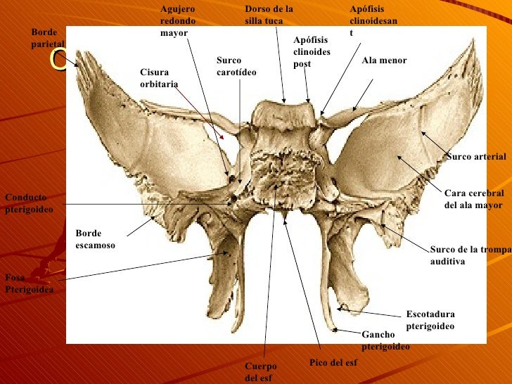 2-osteolog-a
