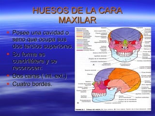 HUESOS DE LA CARA MAXILAR Posee una cavidad o seno que ocupa sus dos tercios superiores. Su forma es cuadrilátera y se reconocen: Dos caras ( int. ext.) Cuatro bordes.  