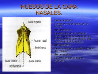 HUESOS DE LA CARA NASALES. Borde superior: Dentado y se articula con el frontal. Borde inferior: Se articula con el cartílago lateral de la nariz, presenta el surco etmoidal par el paso del nervio etmiodal anterior. Borde lateral: Se articula con la apófisis frontal del maxilar. Borde medial: Se articula con el hueso contrario.  