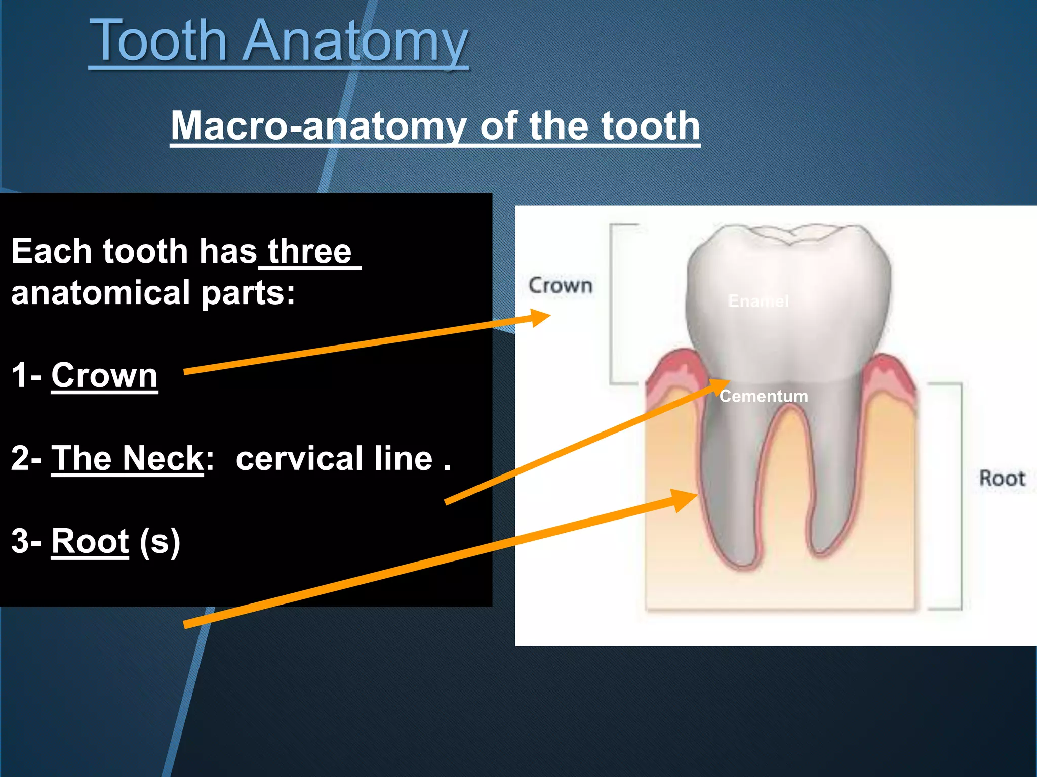 Each tooth has three
anatomical parts:
1- Crown
2- The Neck: cervical line .
3- Root (s)
Tooth Anatomy
Macro-anatomy of the tooth
Enamel
Cementum
 