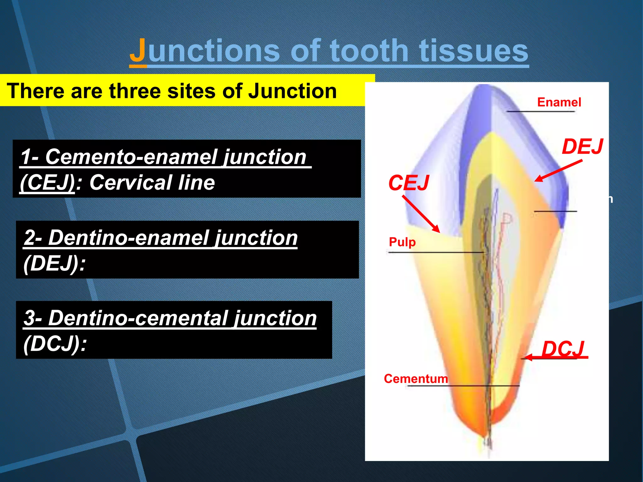 There are three sites of Junction
Junctions of tooth tissues
1- Cemento-enamel junction
(CEJ): Cervical line
2- Dentino-enamel junction
(DEJ):
3- Dentino-cemental junction
(DCJ):
Enamel
Dentin
Cementum
Pulp
DCJ
CEJ
DEJ
 