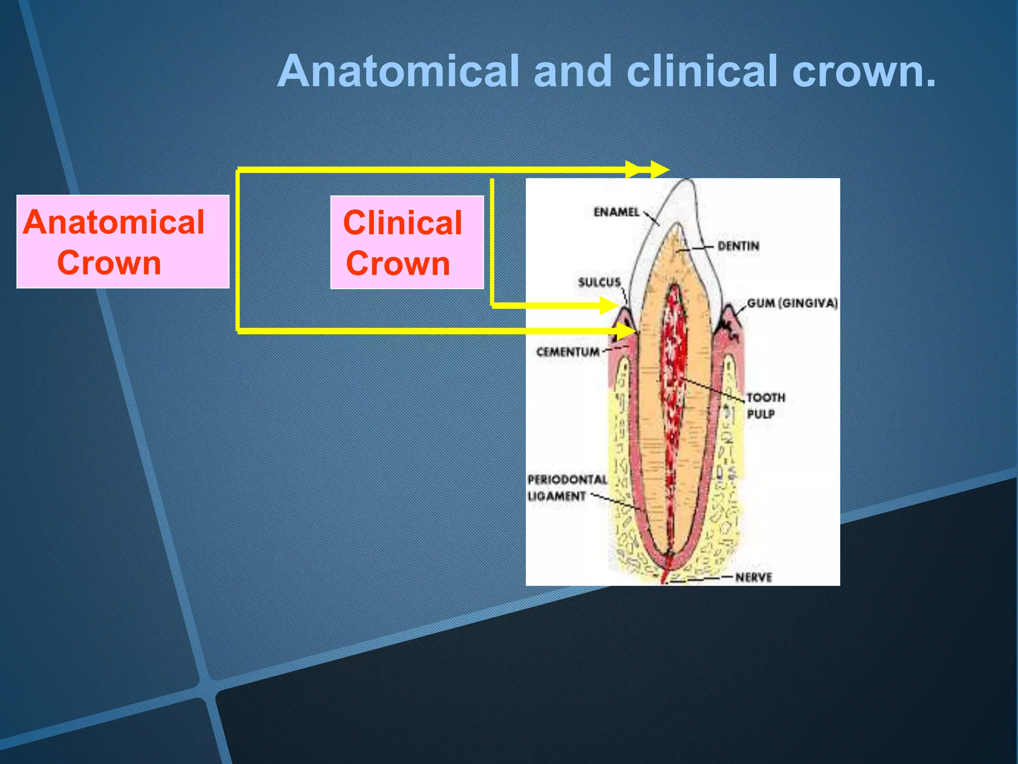 Anatomical and clinical crown.
Clinical
Crown
Anatomical
Crown
 