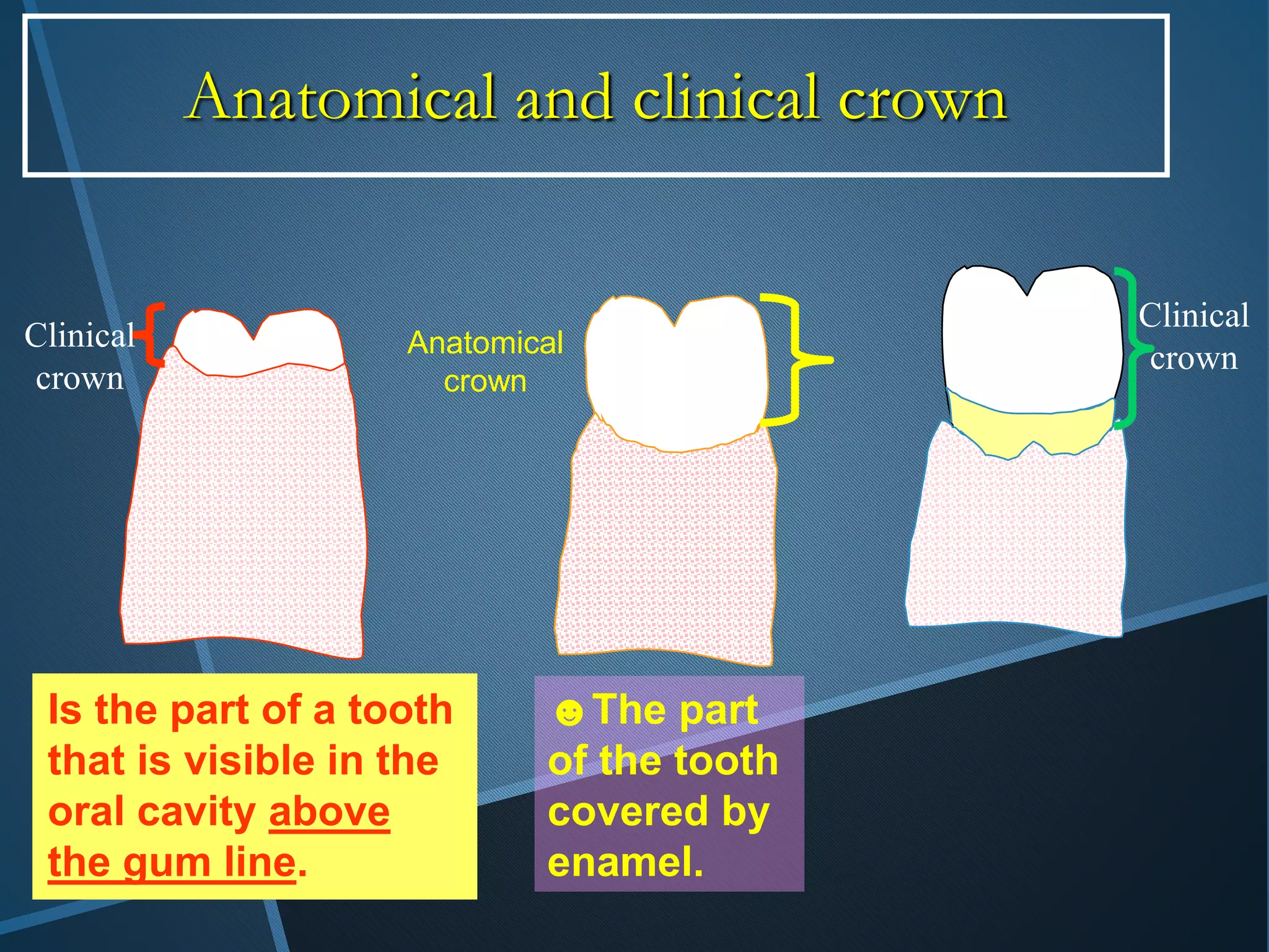 Is the part of a tooth
that is visible in the
oral cavity above
the gum line.
Clinical
crown
Clinical
crown
Anatomical
crown
Anatomical and clinical crown
☻The part
of the tooth
covered by
enamel.
 