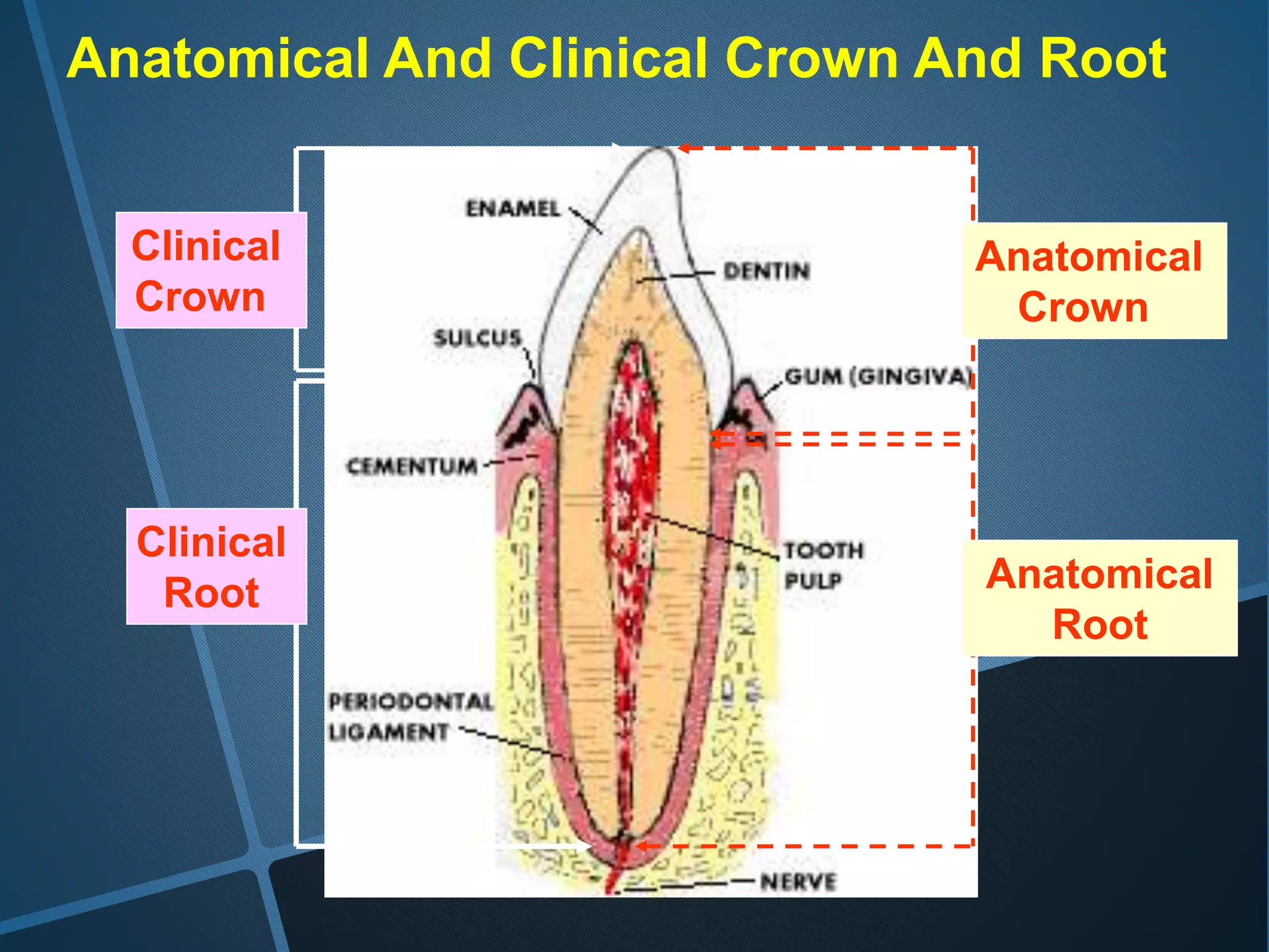 Clinical
Crown
Anatomical
Root
Clinical
Root
Anatomical
Crown
Anatomical And Clinical Crown And Root
 