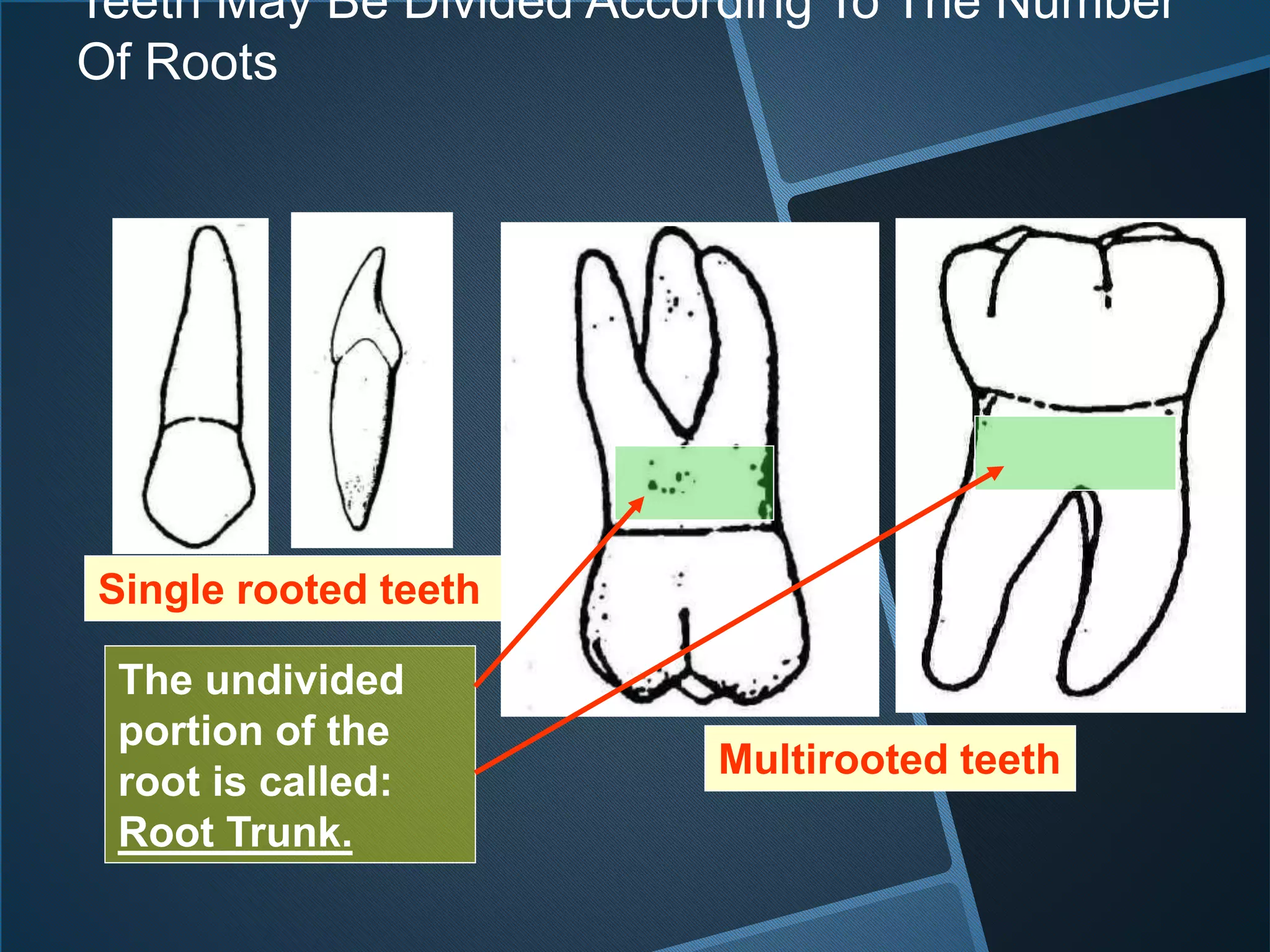 Teeth May Be Divided According To The Number
Of Roots
Single rooted teeth
The undivided
portion of the
root is called:
Root Trunk.
Multirooted teeth
 