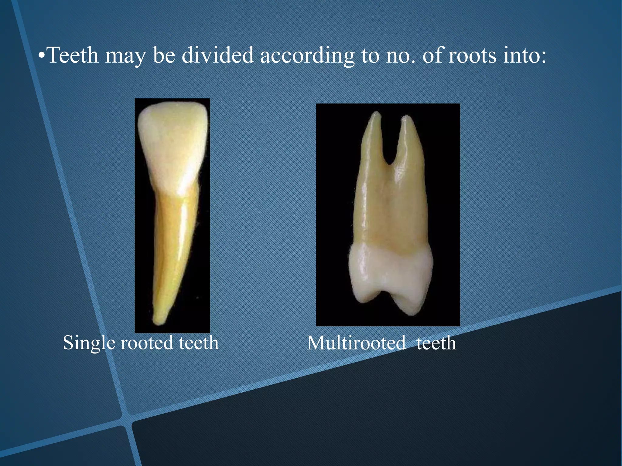 •Teeth may be divided according to no. of roots into:
Single rooted teeth Multirooted teeth
 