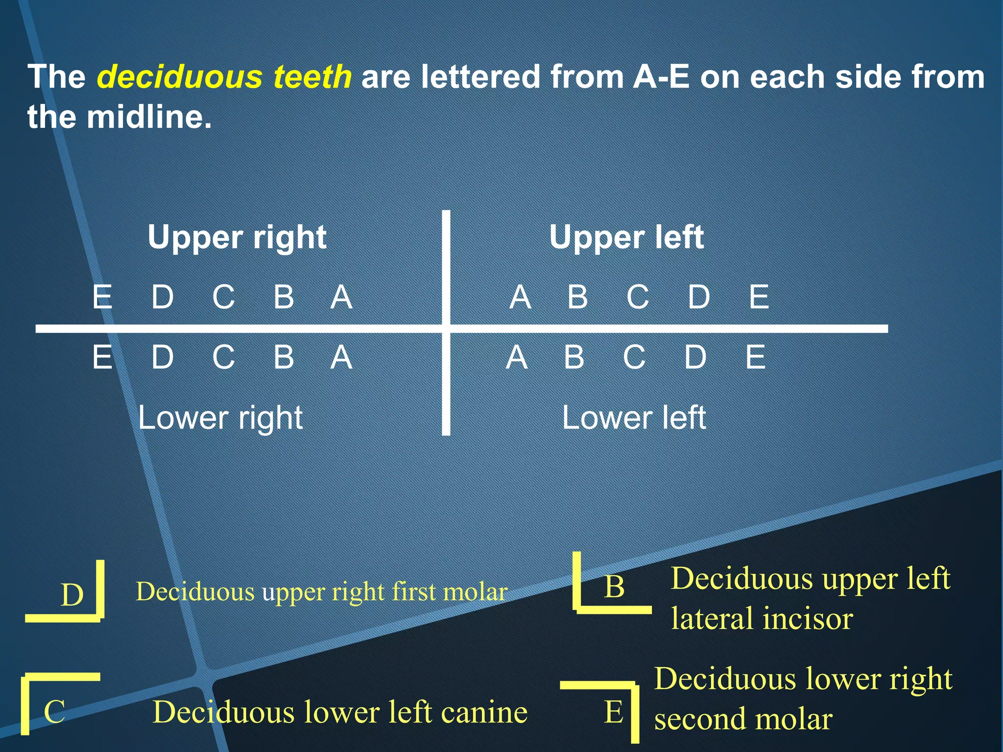 The deciduous teeth are lettered from A-E on each side from
the midline.
Upper right Upper left
E D C B A A B C D E
E D C B A A B C D E
Lower right Lower left
D Deciduous upper right first molar
Deciduous lower left canine
Deciduous upper left
lateral incisor
Deciduous lower right
second molarE
B
C
 