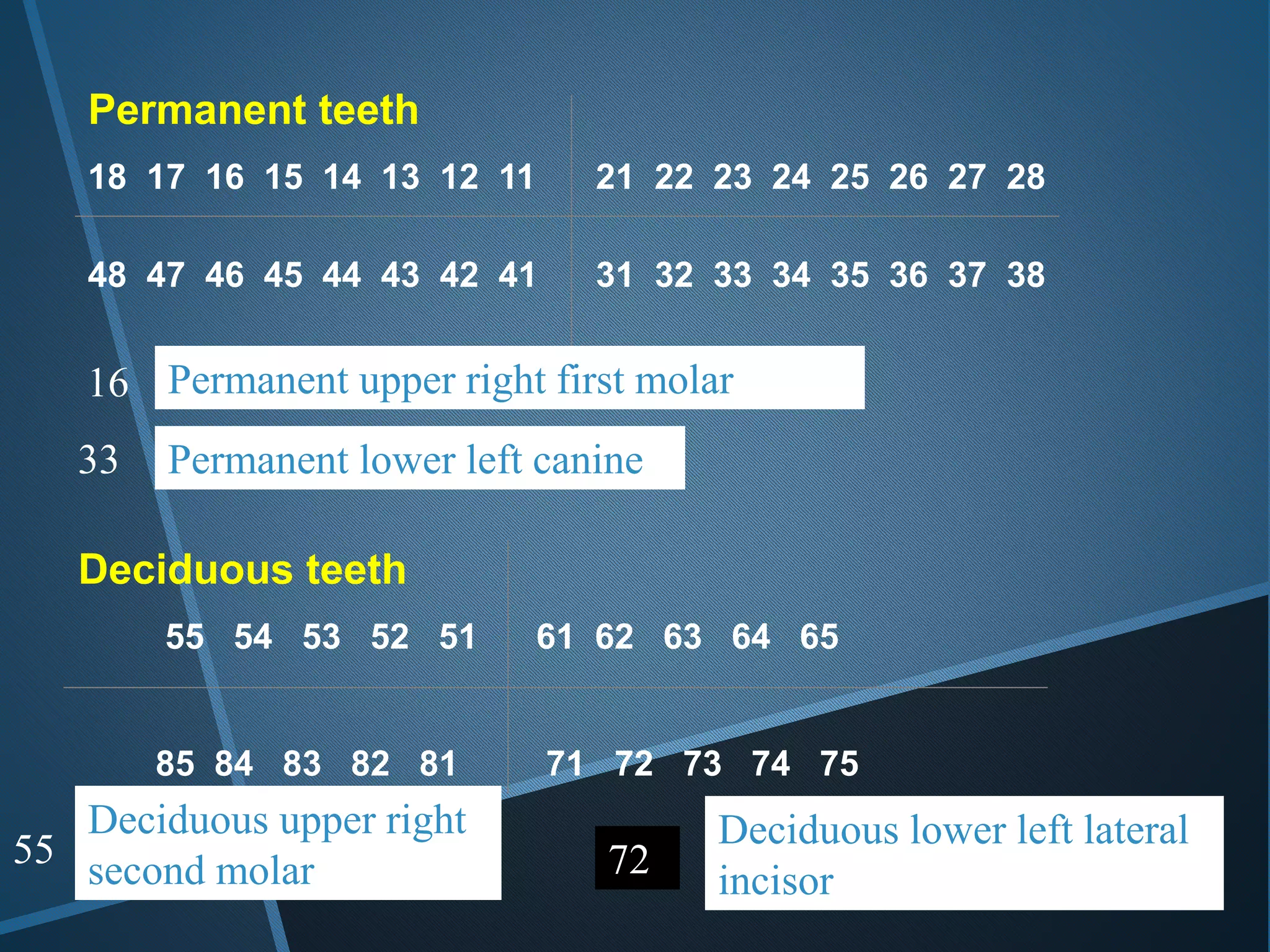 Permanent teeth
18 17 16 15 14 13 12 11 21 22 23 24 25 26 27 28
48 47 46 45 44 43 42 41 31 32 33 34 35 36 37 38
Deciduous teeth
55 54 53 52 51 61 62 63 64 65
85 84 83 82 81 71 72 73 74 75
16 Permanent upper right first molar
33 Permanent lower left canine
55
Deciduous upper right
second molar 72
Deciduous lower left lateral
incisor
 