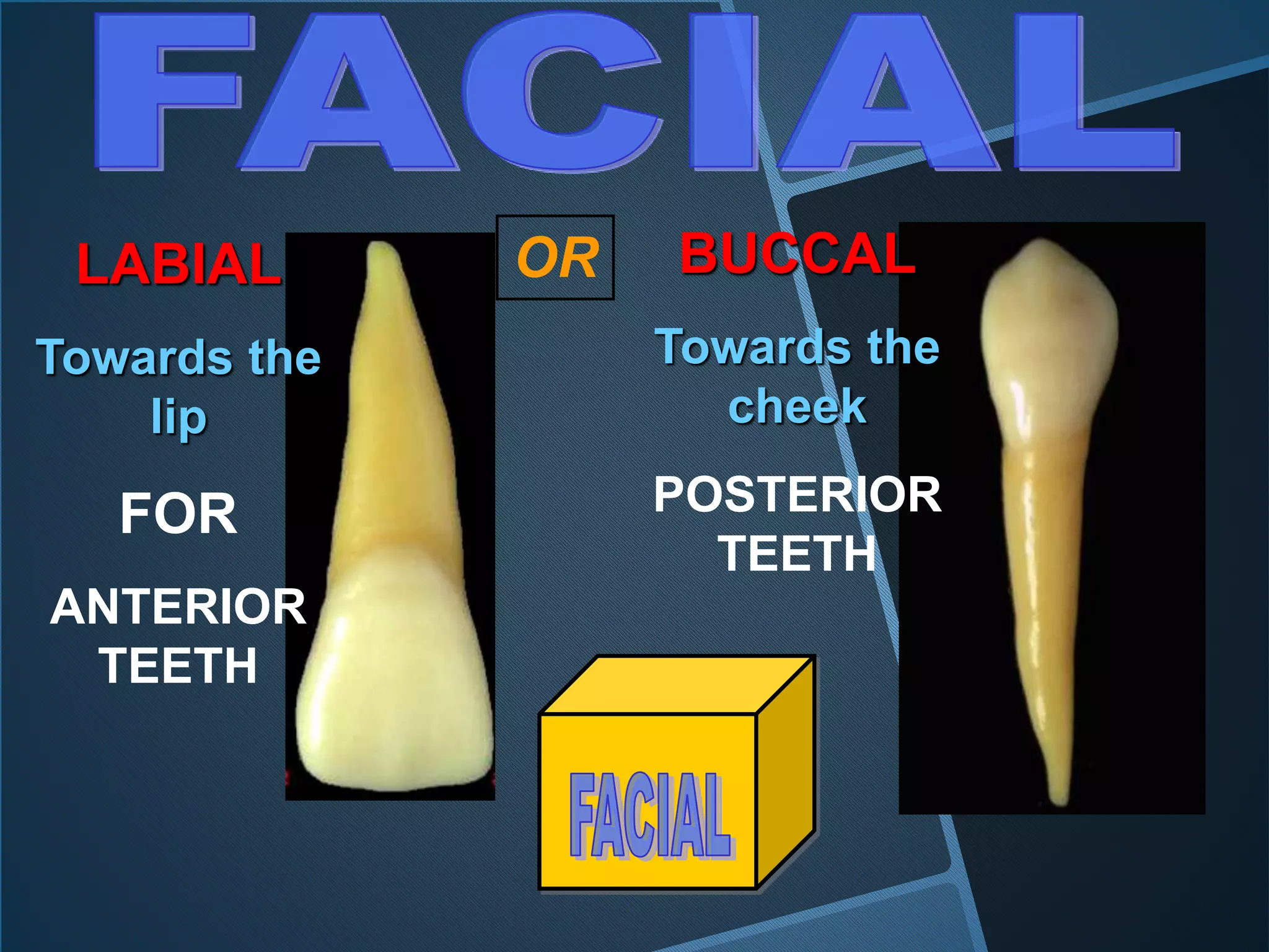 LABIAL
Towards the
lip
FOR
ANTERIOR
TEETH
BUCCAL
Towards the
cheek
POSTERIOR
TEETH
OR
 