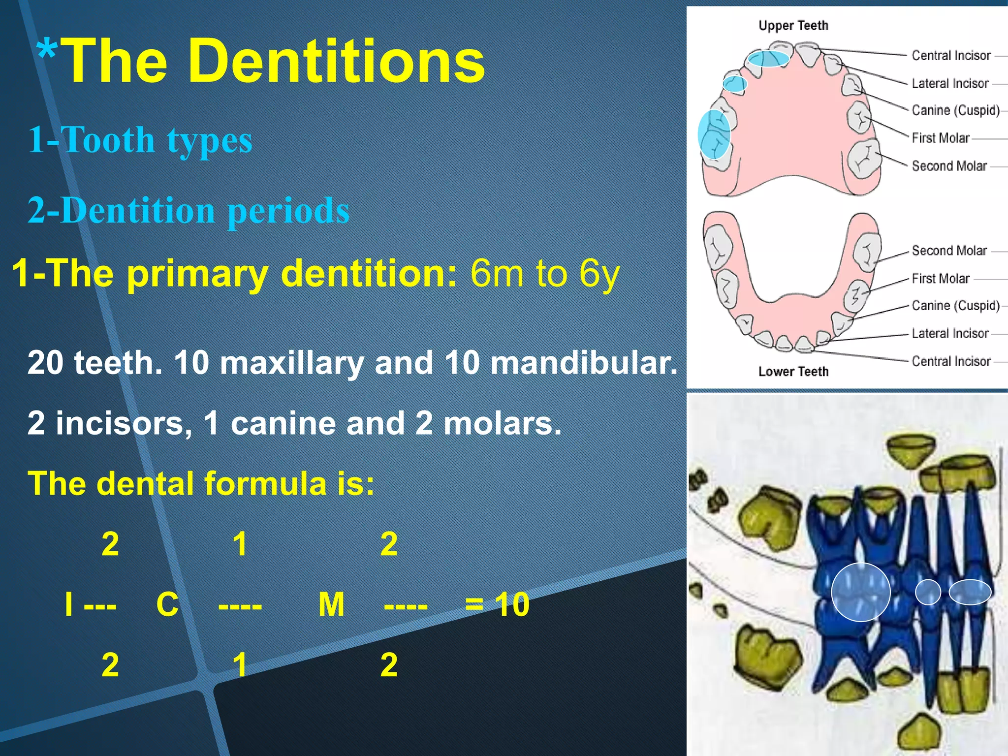 *The Dentitions
1-The primary dentition: 6m to 6y
20 teeth. 10 maxillary and 10 mandibular.
2 incisors, 1 canine and 2 molars.
The dental formula is:
2 1 2
I --- C ---- M ---- = 10
2 1 2
1-Tooth types
2-Dentition periods
 