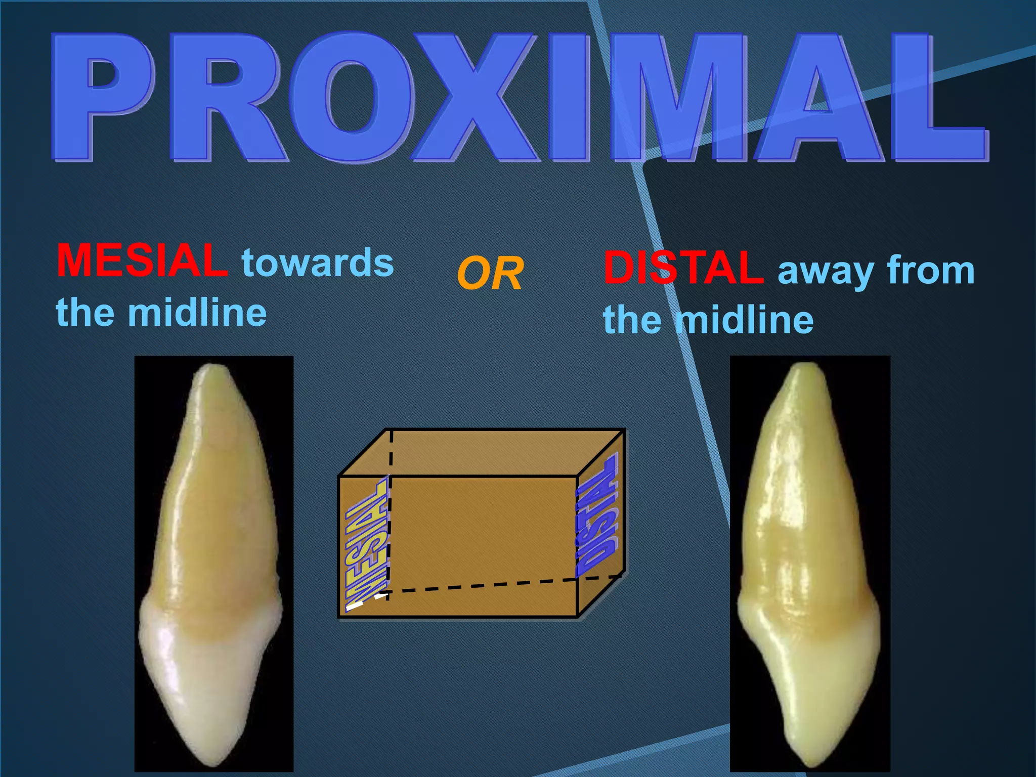 MESIAL towards
the midline
DISTAL away from
the midline
OR
 
