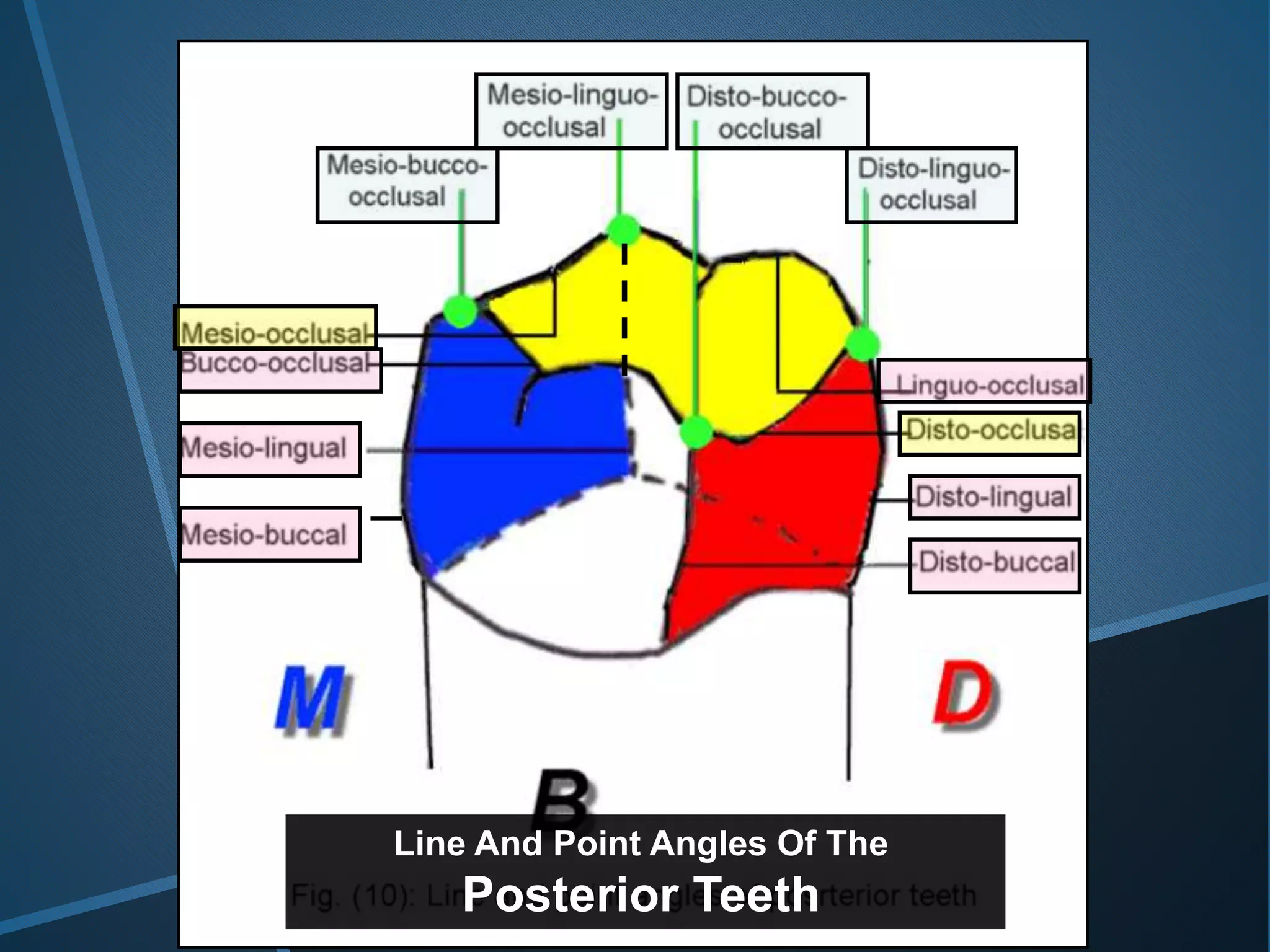 Line And Point Angles Of The
Posterior Teeth
 