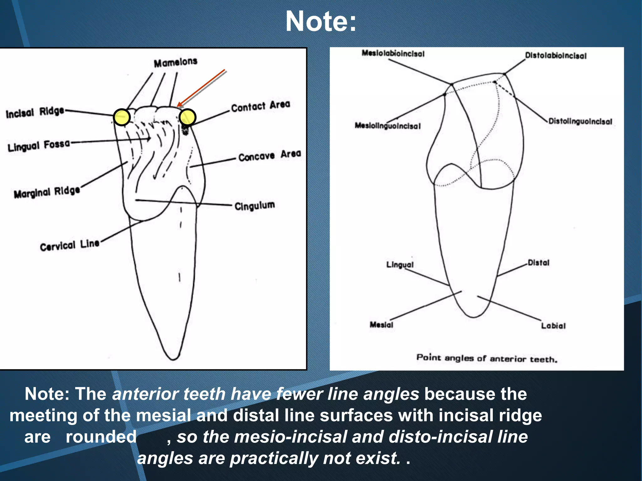Note: The anterior teeth have fewer line angles because the
meeting of the mesial and distal line surfaces with incisal ridge
are rounded , so the mesio-incisal and disto-incisal line
angles are practically not exist. .
Incisal ridge
Note:
 