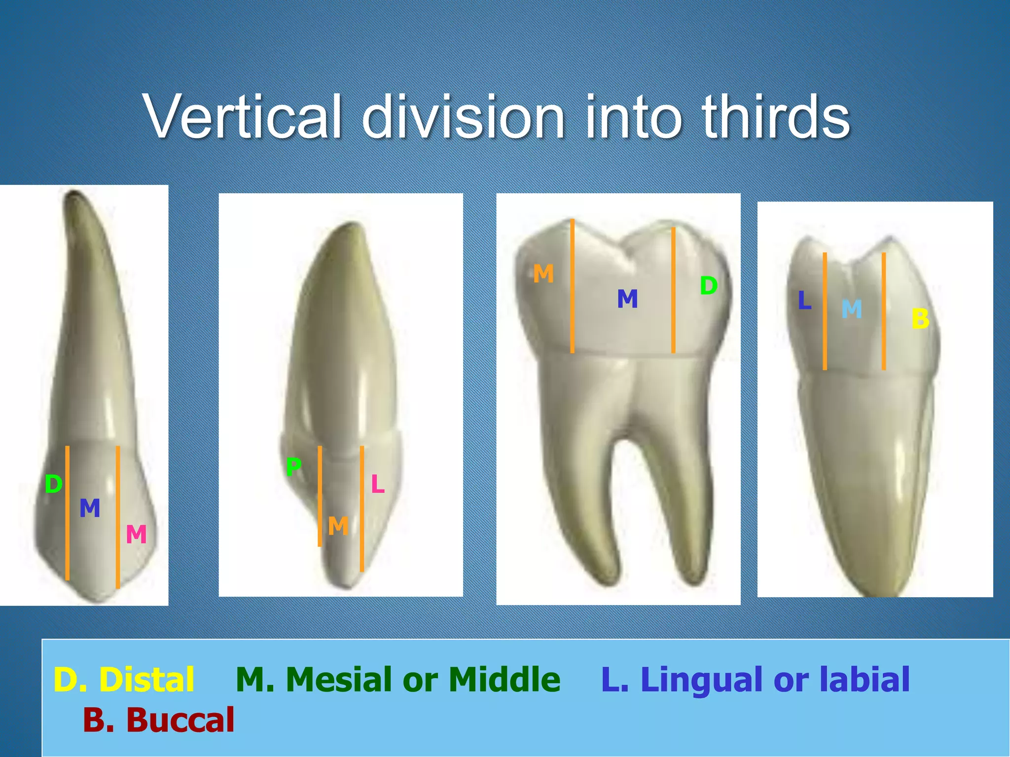 Vertical division into thirds
D
D
M
M
L
M
P
M
M
BML
D. Distal M. Mesial or Middle L. Lingual or labial
B. Buccal
 