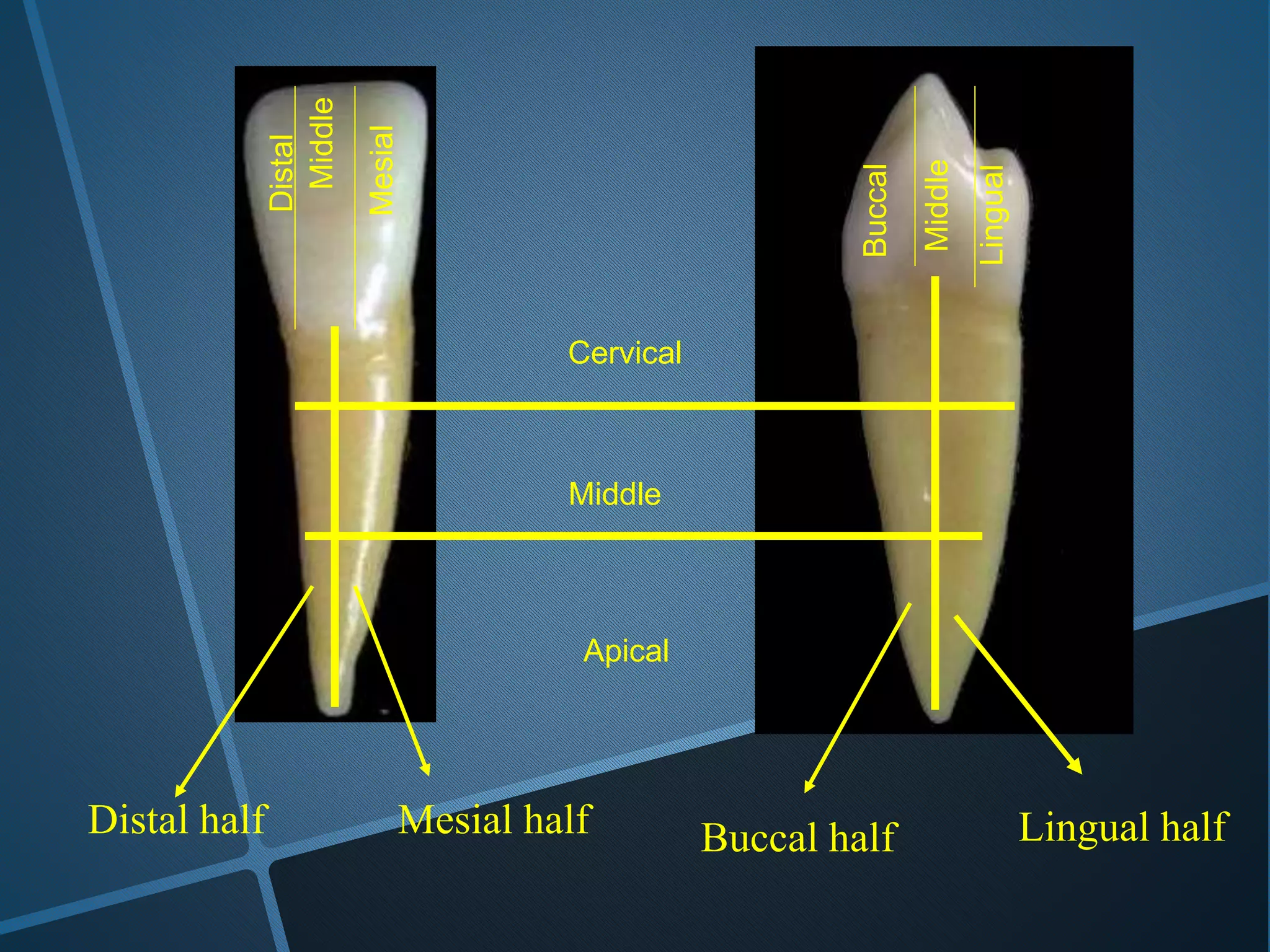 Middle
Middle
Mesial
Buccal
Lingual
Middle
Cervical
Apical
Distal
Mesial halfDistal half Buccal half Lingual half
 
