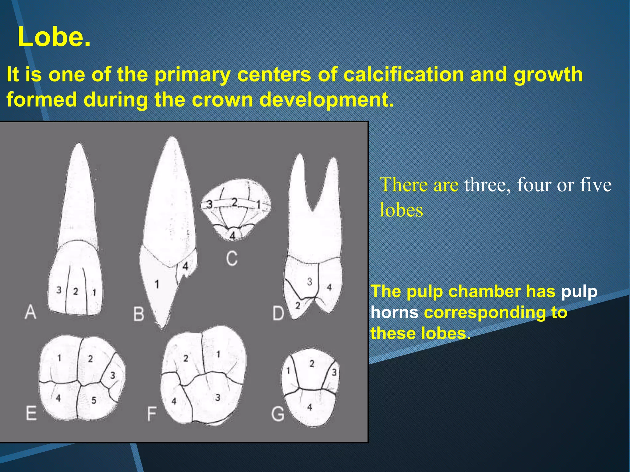 Lobe.
It is one of the primary centers of calcification and growth
formed during the crown development.
There are three, four or five
lobes
The pulp chamber has pulp
horns corresponding to
these lobes.
 