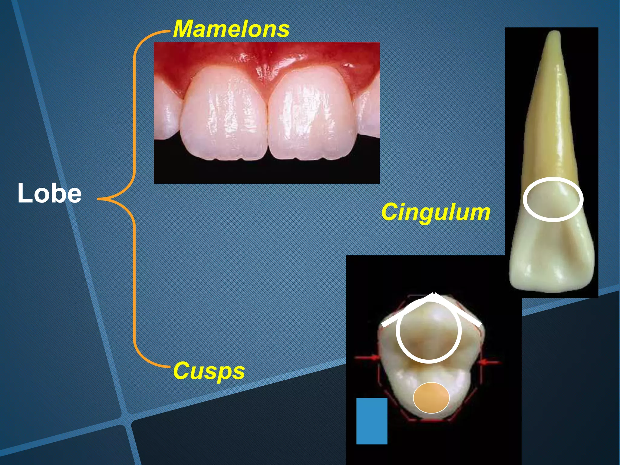 Lobe
Mamelons
Cingulum
Cusps
 