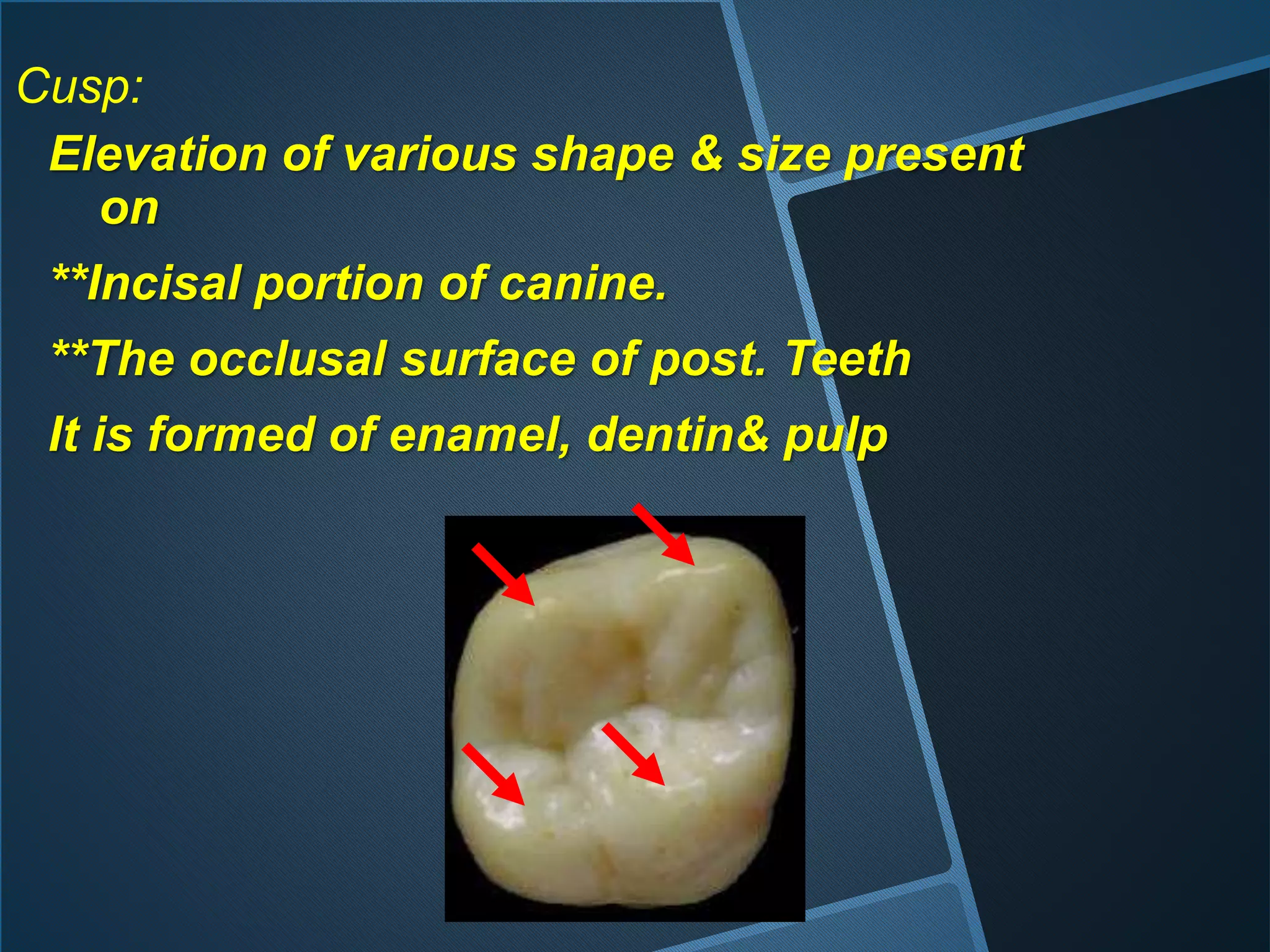 Elevation of various shape & size present
on
**Incisal portion of canine.
**The occlusal surface of post. Teeth
It is formed of enamel, dentin& pulp
Cusp:
 