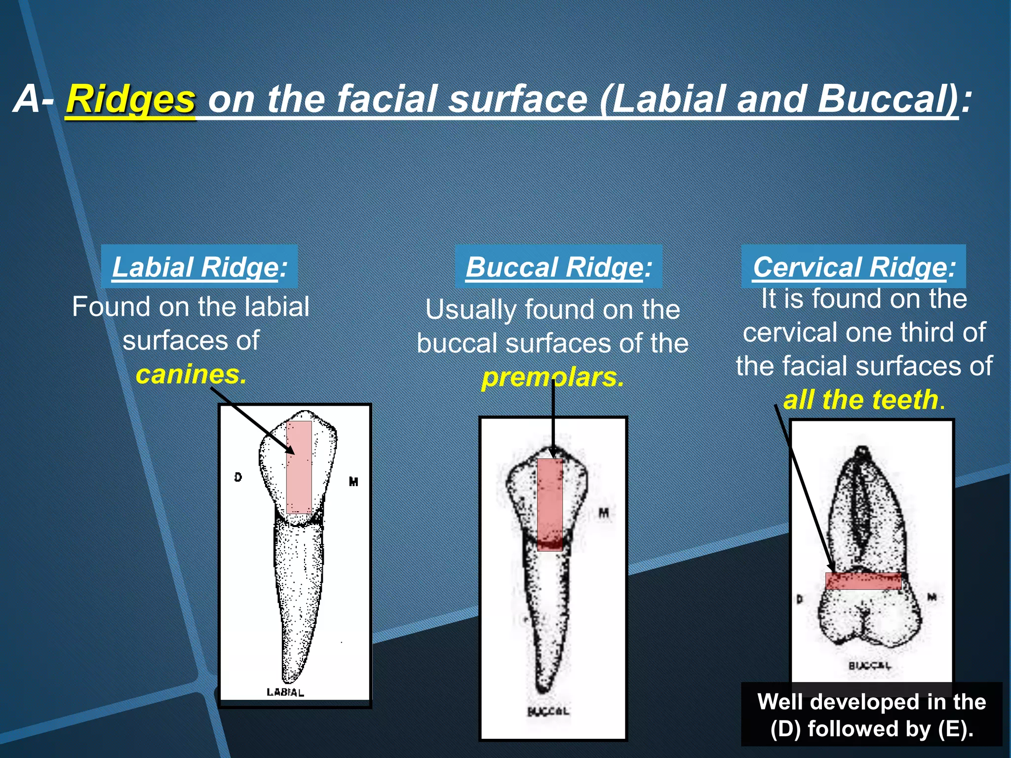 A- Ridges on the facial surface (Labial and Buccal):
Labial Ridge: Buccal Ridge: Cervical Ridge:
Found on the labial
surfaces of
canines.
Usually found on the
buccal surfaces of the
premolars.
It is found on the
cervical one third of
the facial surfaces of
all the teeth.
Well developed in the
(D) followed by (E).
 