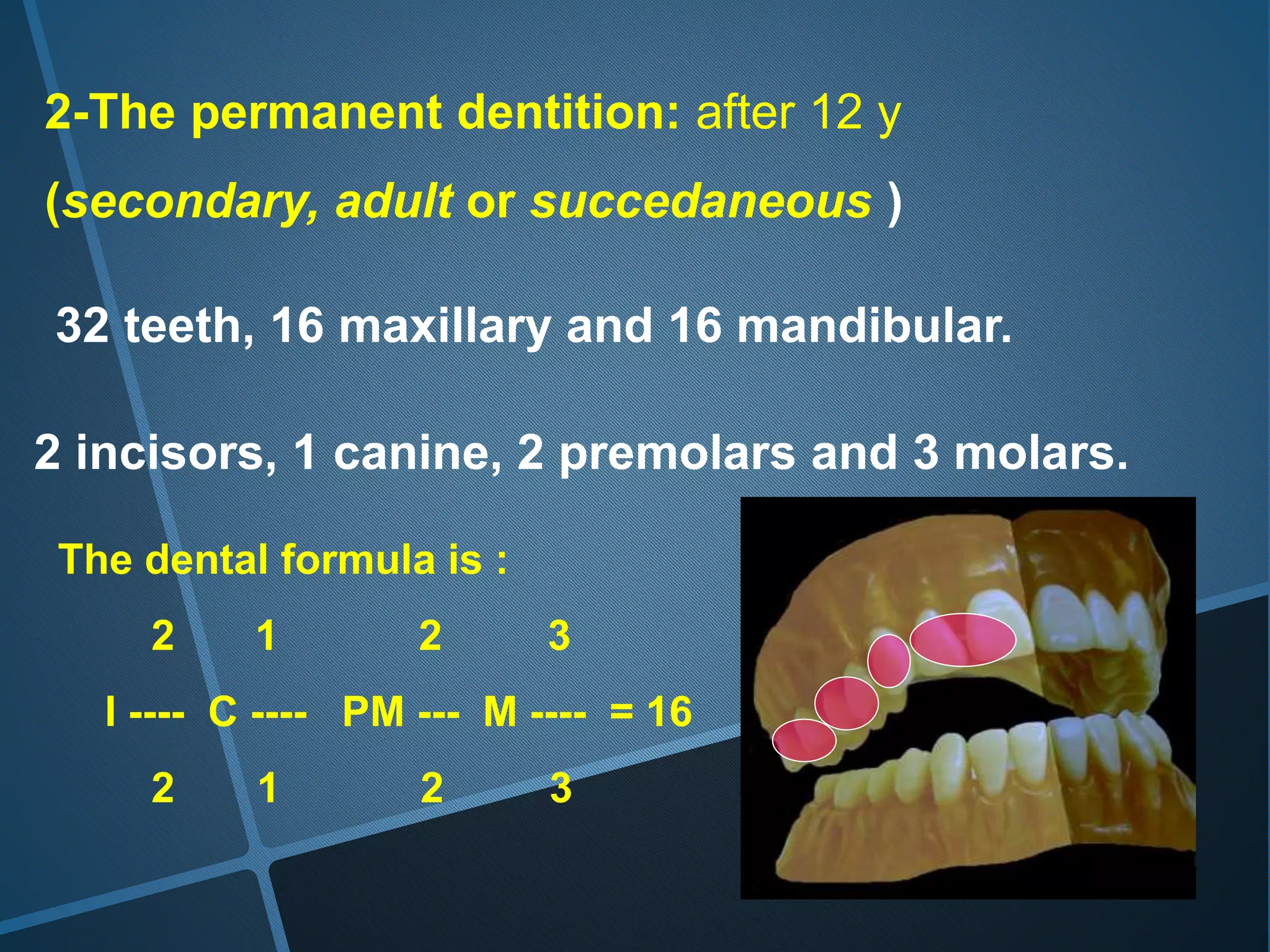 2-The permanent dentition: after 12 y
(secondary, adult or succedaneous )
32 teeth, 16 maxillary and 16 mandibular.
2 incisors, 1 canine, 2 premolars and 3 molars.
The dental formula is :
2 1 2 3
I ---- C ---- PM --- M ---- = 16
2 1 2 3
 