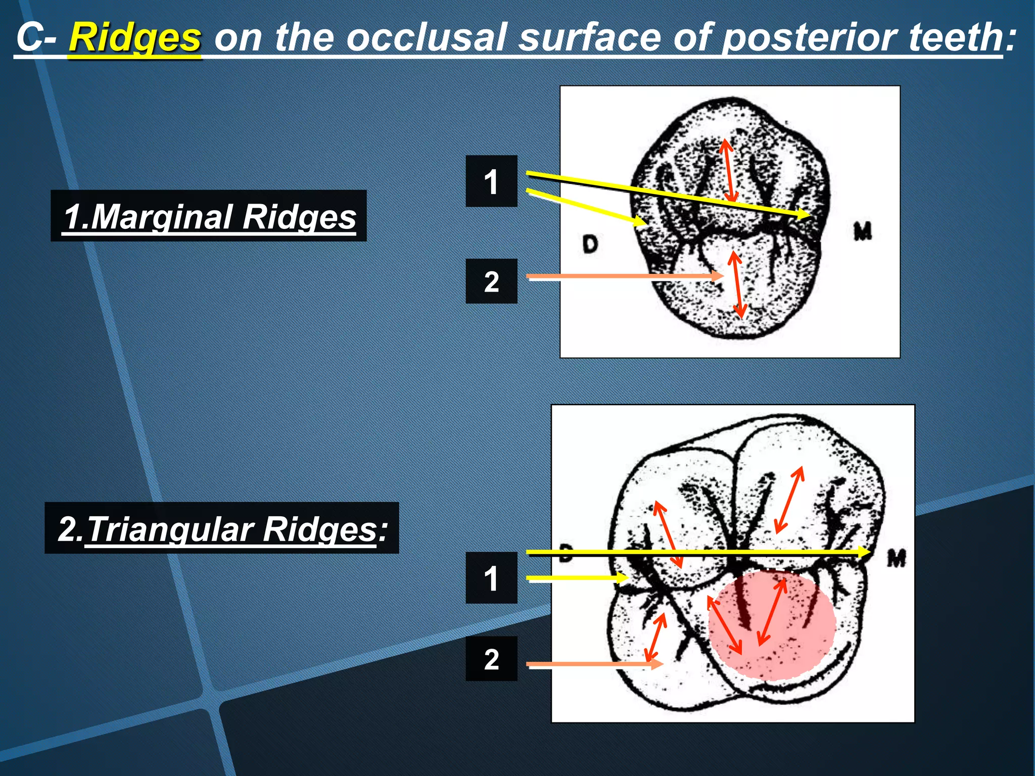 C- Ridges on the occlusal surface of posterior teeth:
1.Marginal Ridges
2.Triangular Ridges:
1
2
1
2
 
