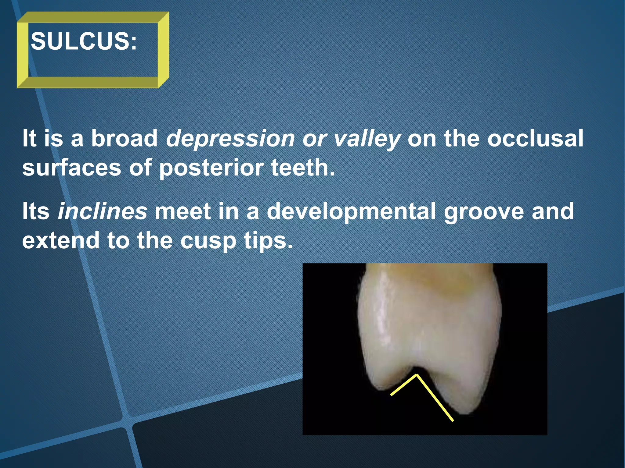 SULCUS:
It is a broad depression or valley on the occlusal
surfaces of posterior teeth.
Its inclines meet in a developmental groove and
extend to the cusp tips.
 