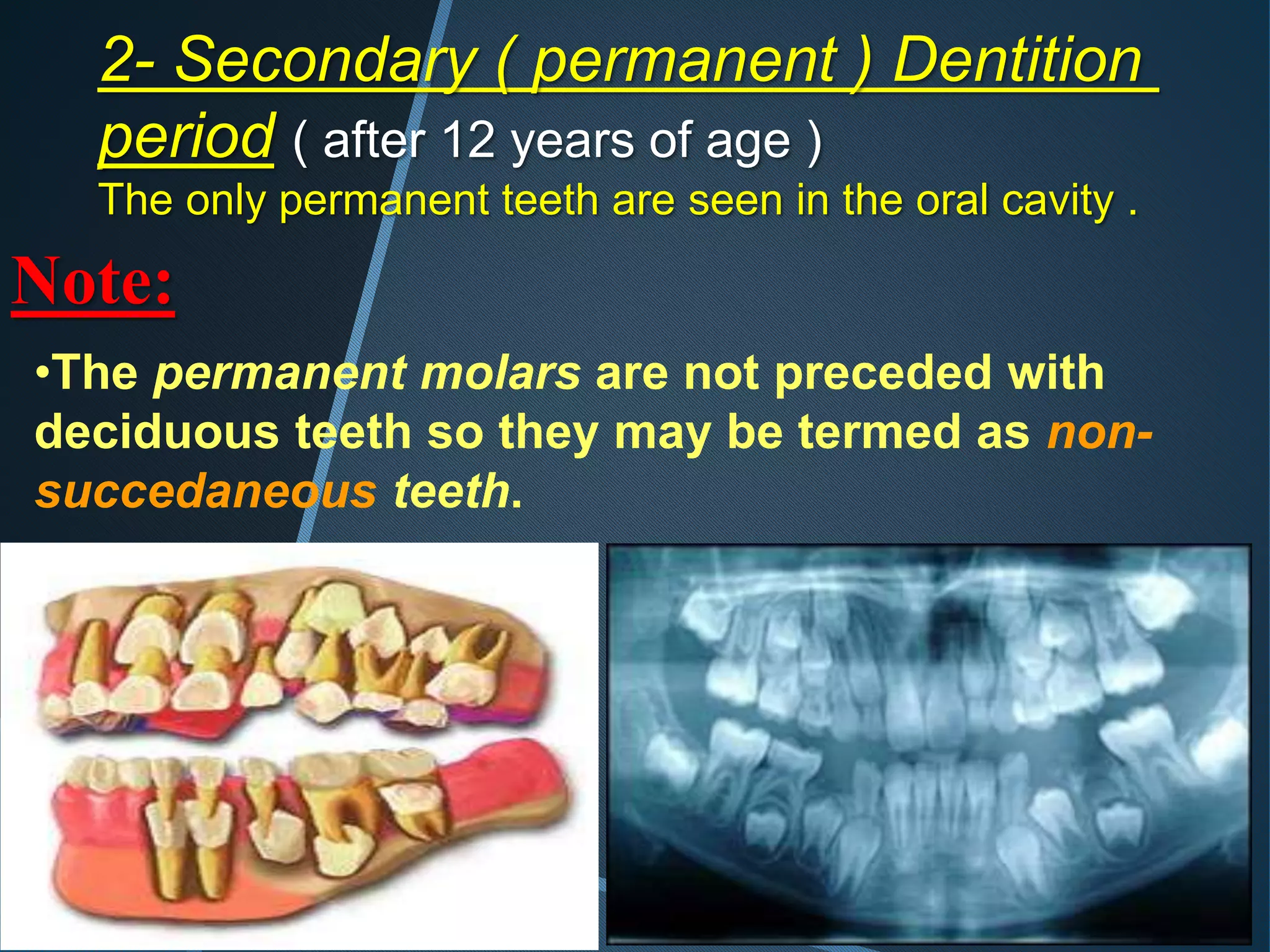 2- Secondary ( permanent ) Dentition
period ( after 12 years of age )
The only permanent teeth are seen in the oral cavity .
Note:
•The permanent molars are not preceded with
deciduous teeth so they may be termed as non-
succedaneous teeth.
 