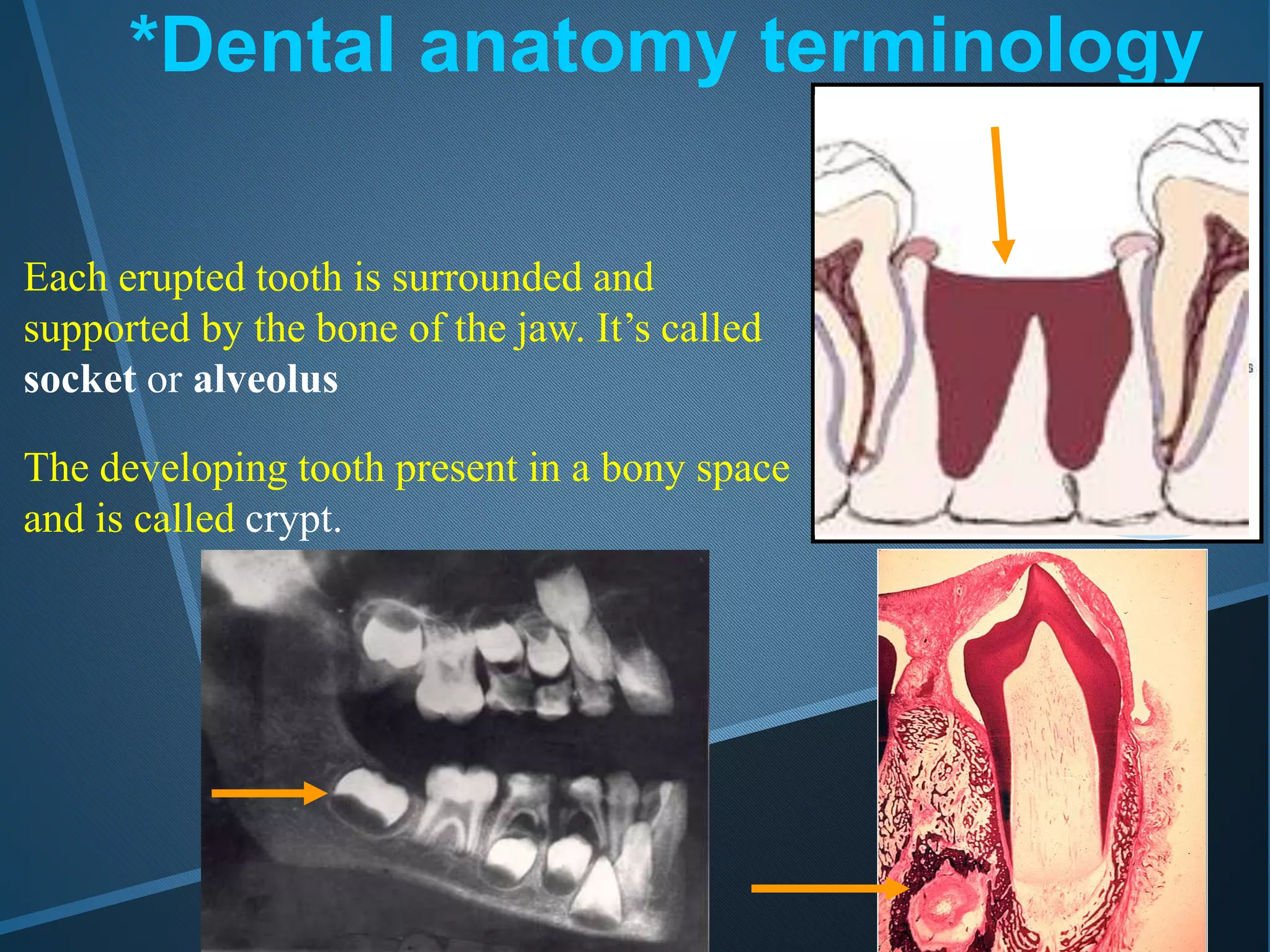 *Dental anatomy terminology
Each erupted tooth is surrounded and
supported by the bone of the jaw. It’s called
socket or alveolus
The developing tooth present in a bony space
and is called crypt.
 